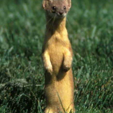 weasel long tailed distribution notes mammal