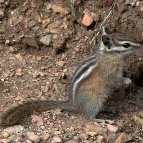 yellow pine chipmunk