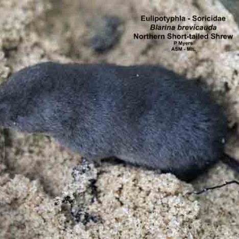 Northern Shorttailed Shrew American Society of Mammalogists