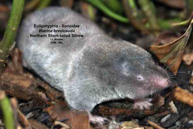 Northern Short-tailed Shrew | American Society of Mammalogists