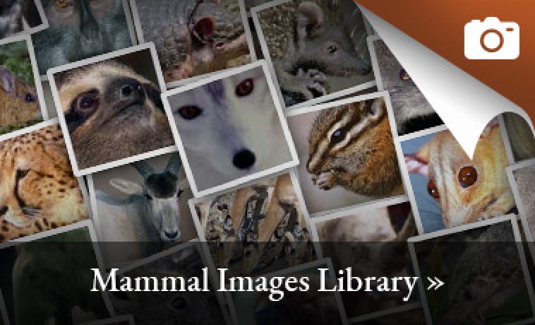 Mammal Images Library