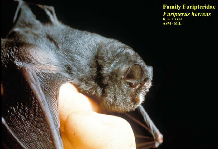 Furipterus Horrens 352 American Society Of Mammalogists Furipterus Horrens 352 American Society Of Mammalogists