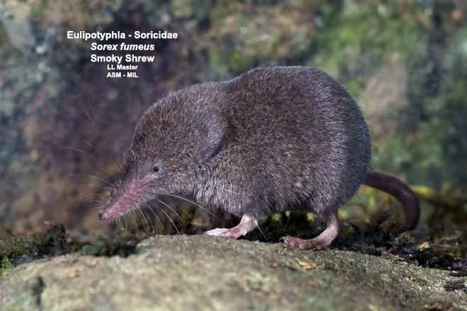 Sorex fumeus - #6065 | American Society of Mammalogists