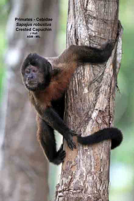 Sapajus robustus 6188 American Society of Mammalogists