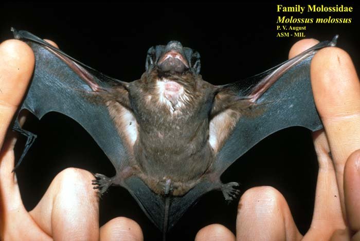 Molossus molossus 811 American Society of Mammalogists